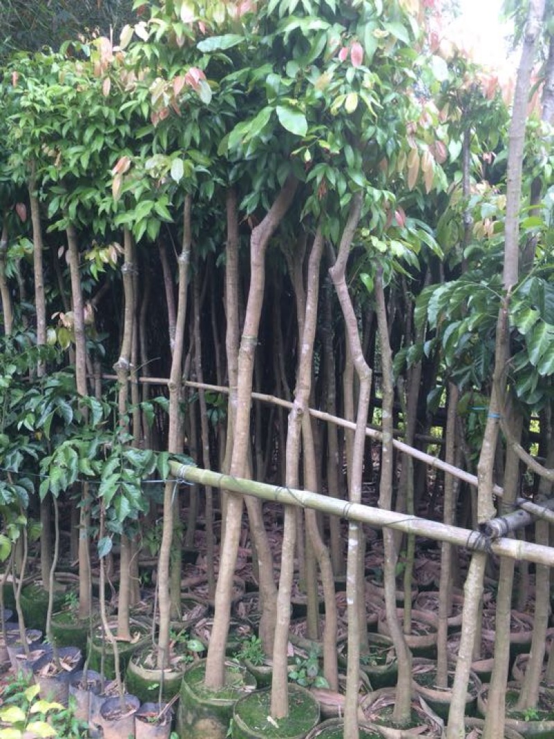 荔枝苗
