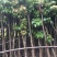 荔枝苗