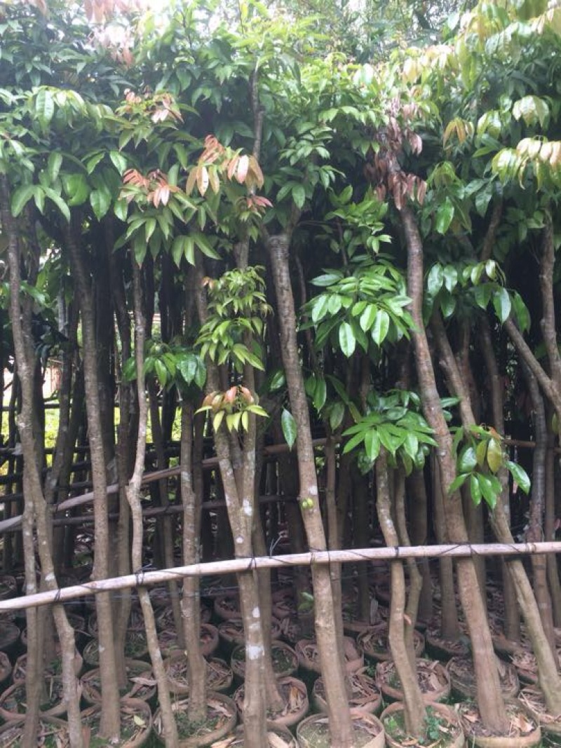 荔枝苗
