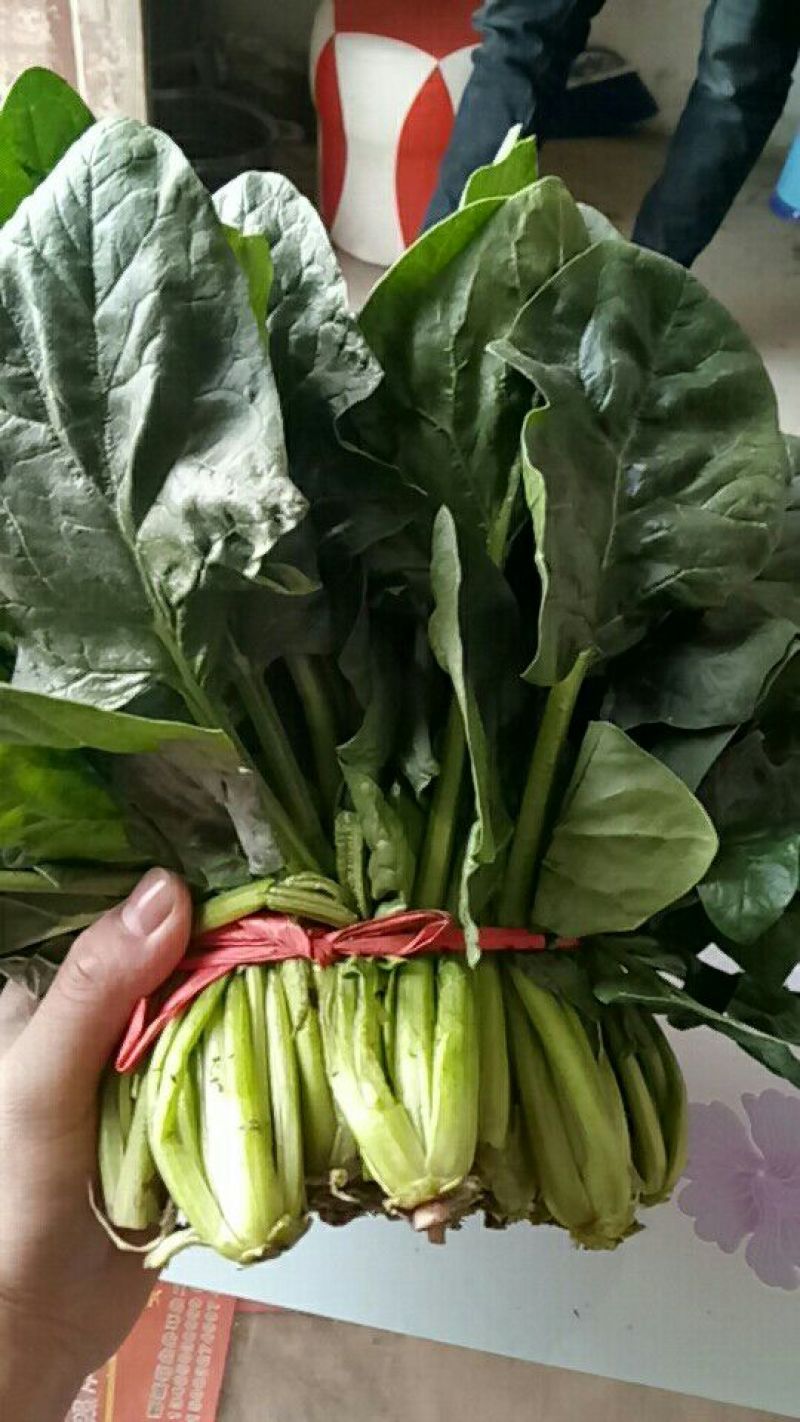 大叶菠菜25~30厘米