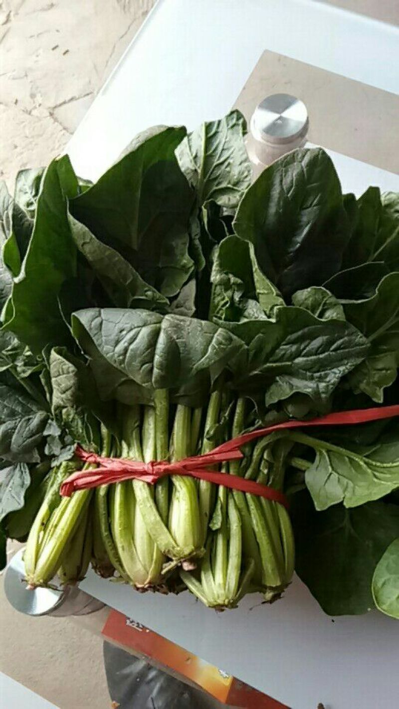大叶菠菜25~30厘米