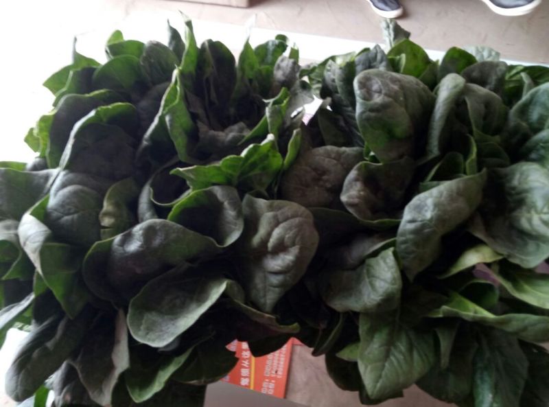 大叶菠菜25~30厘米