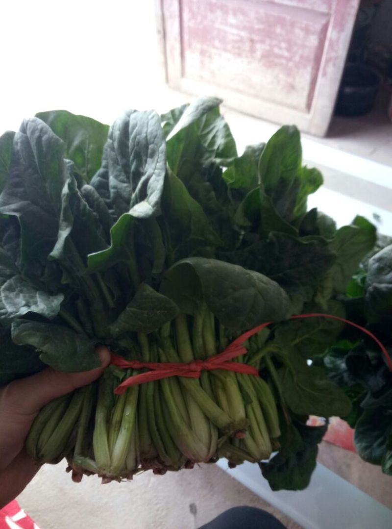 大叶菠菜25~30厘米