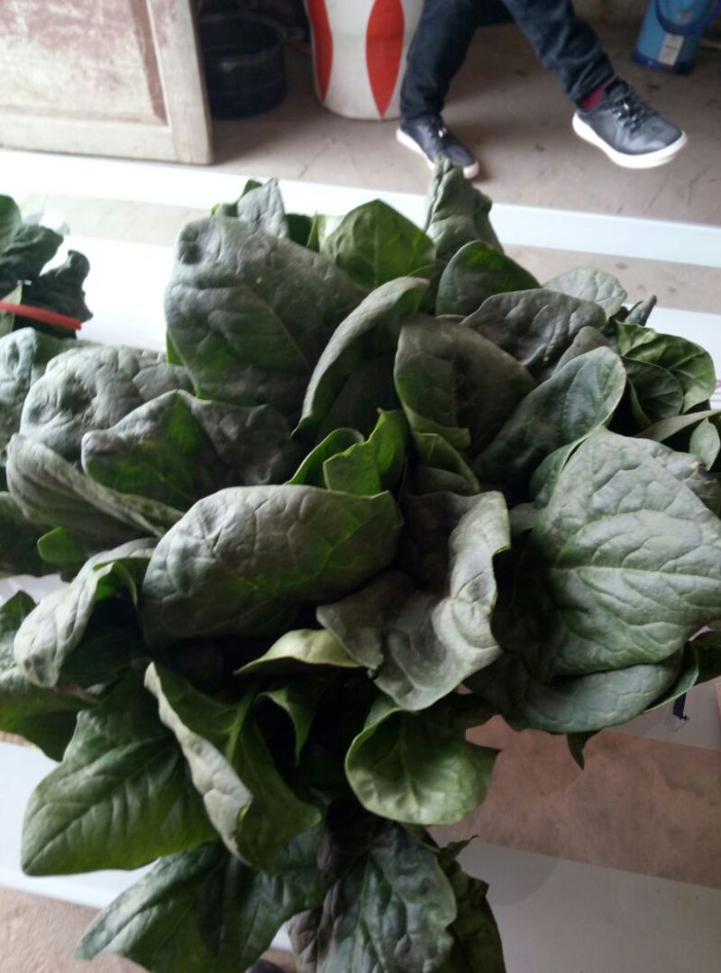 大叶菠菜25~30厘米