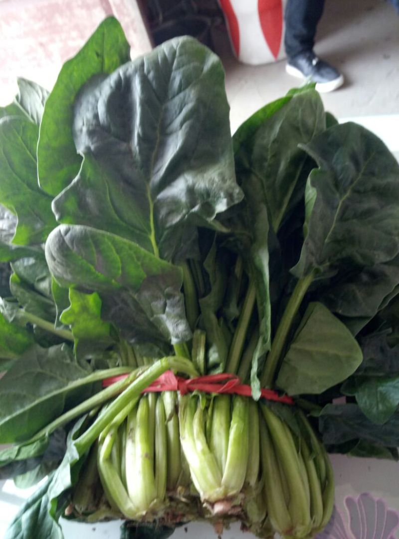 大叶菠菜25~30厘米
