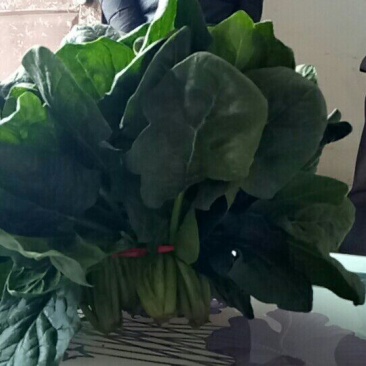 大叶菠菜25~30厘米