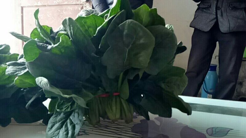 大叶菠菜25~30厘米