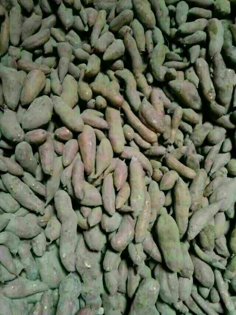 龙薯9号3两以上黄心常年大量供应，另有烟薯25，济薯