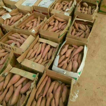 龙薯9号3两以上黄心常年大量供应，另有烟薯25，济薯