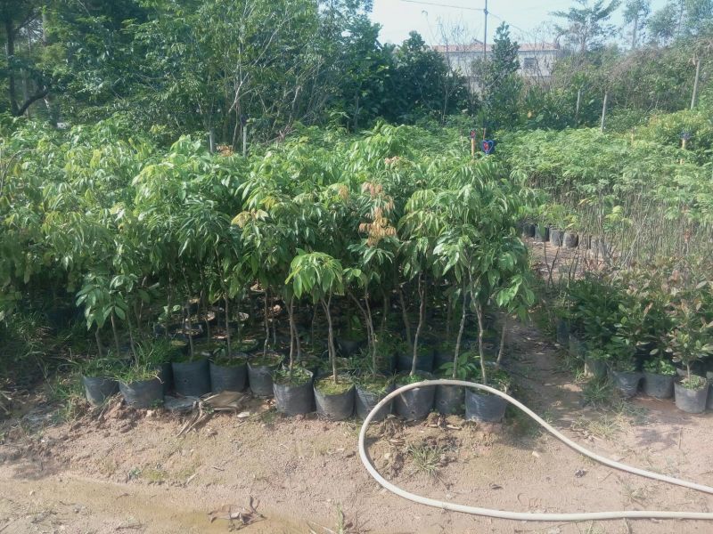 无核荔枝苗50~80cm