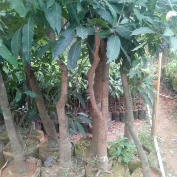 无核荔枝苗50~80cm