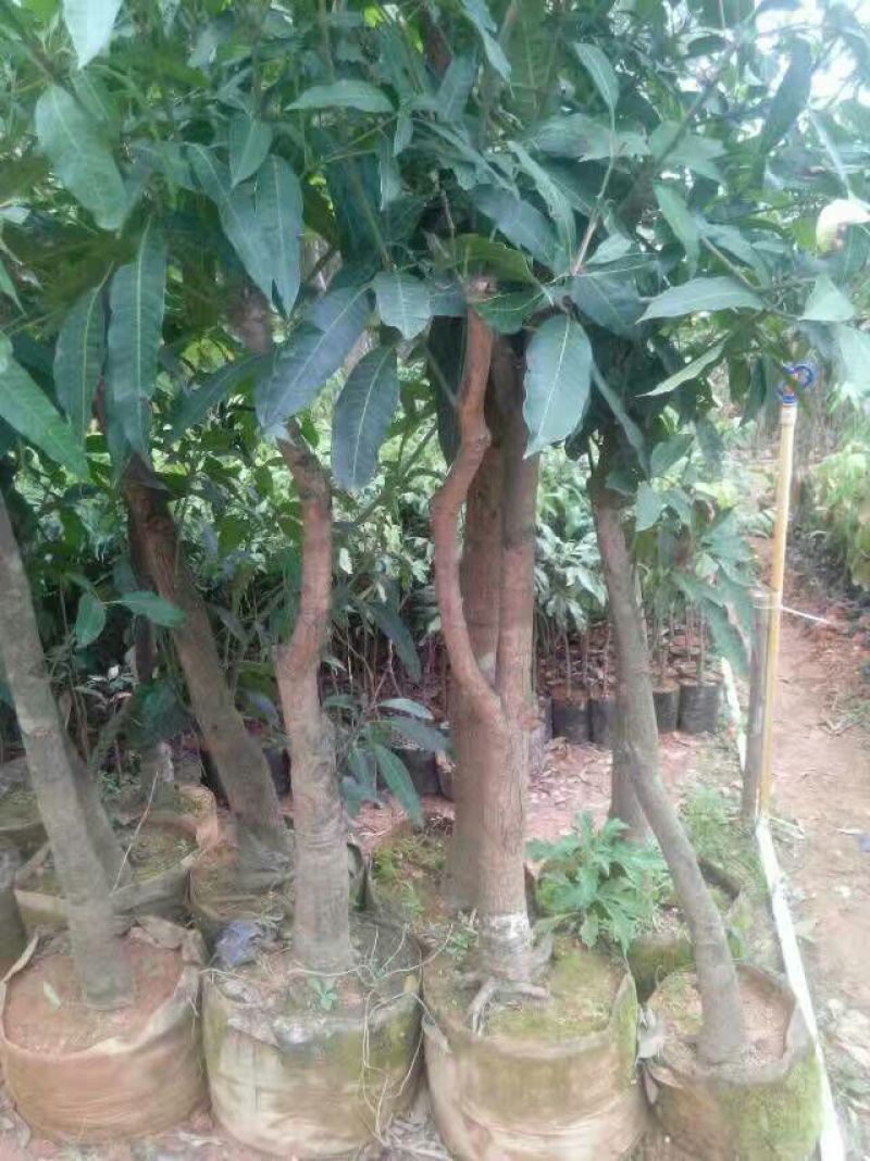 无核荔枝苗50~80cm