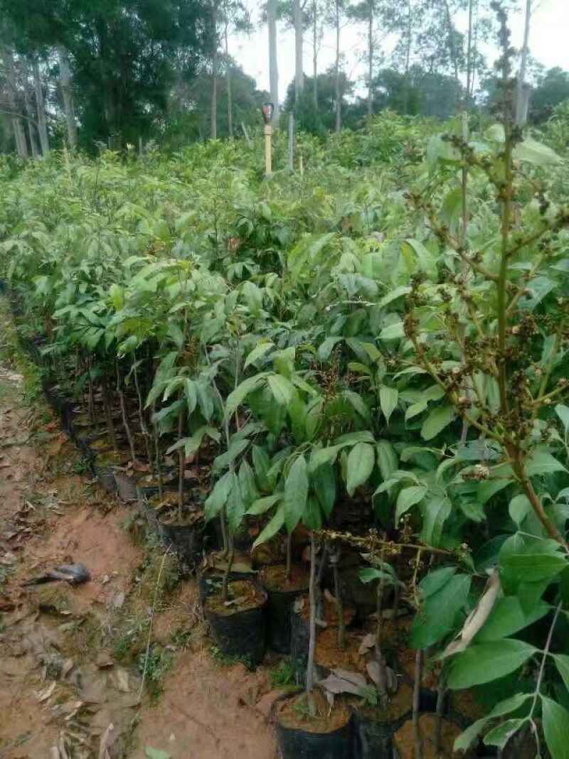 无核荔枝苗50~80cm
