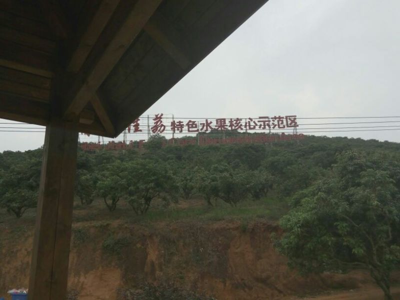 无核荔枝苗50~80cm
