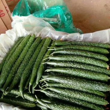 黑油亮黄瓜鲜花带刺25公分以上品质好质量优
