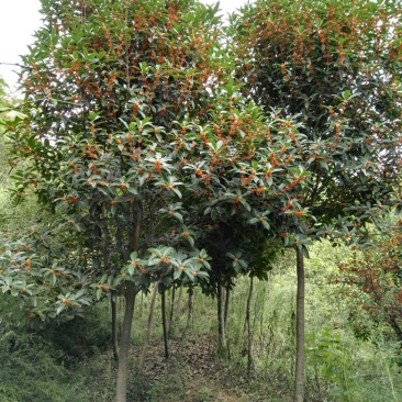 黄金桂花树低价热销欢迎洽谈