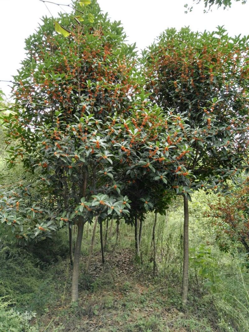 黄金桂花树低价热销欢迎洽谈