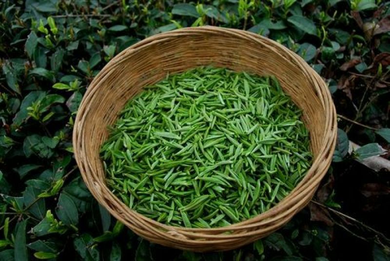 五峰绿茶
