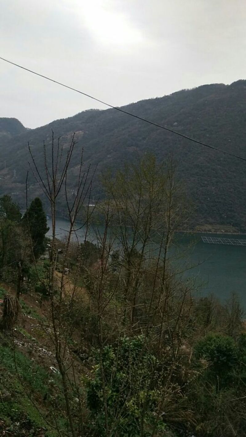 五峰绿茶