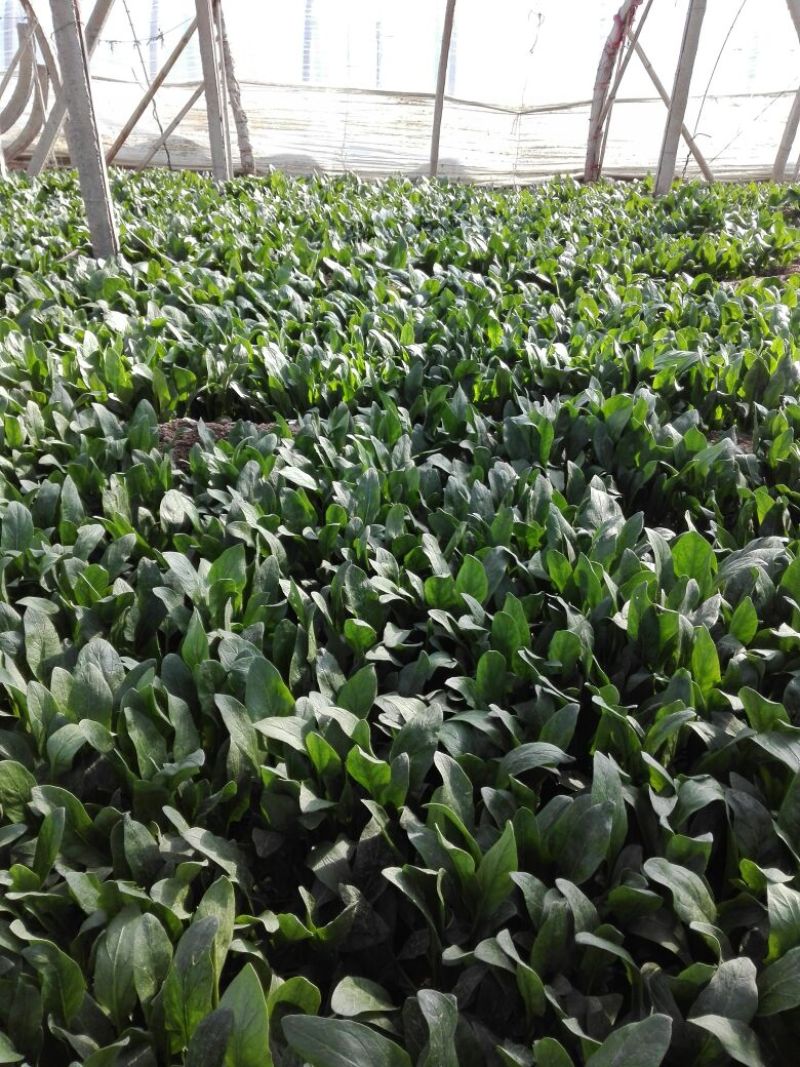 越冬菠菜25~30厘米