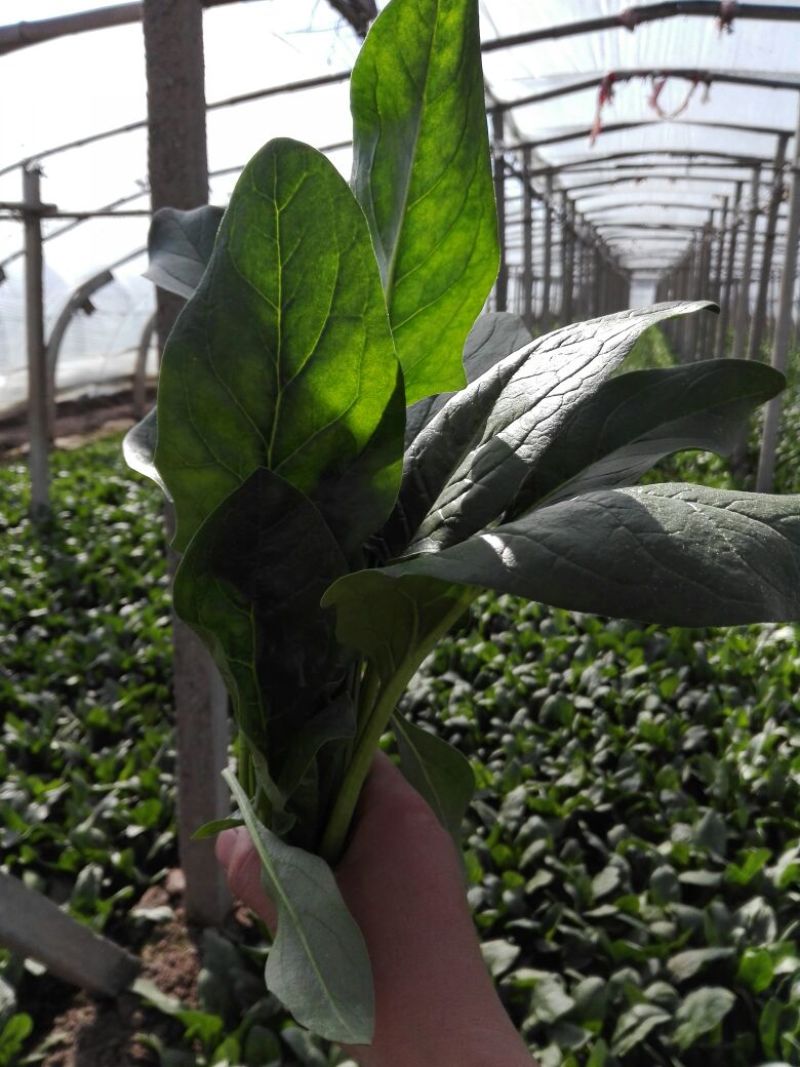 越冬菠菜25~30厘米