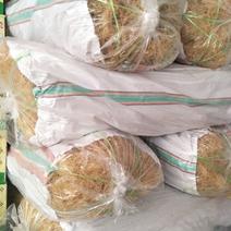 石花菜一手货源价格便宜，质量有保证，全国发货，