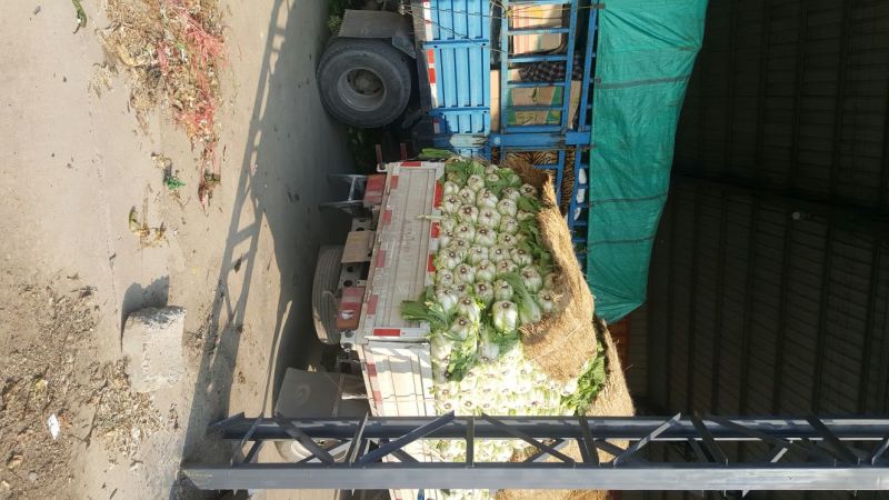 大白菜，菊锦春，黄心，叶绿，一手货源，地头货