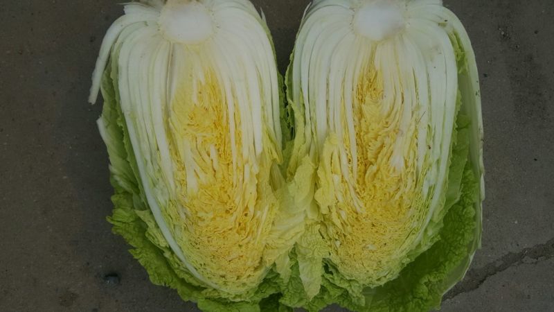 大白菜，菊锦春，黄心，叶绿，一手货源，地头货