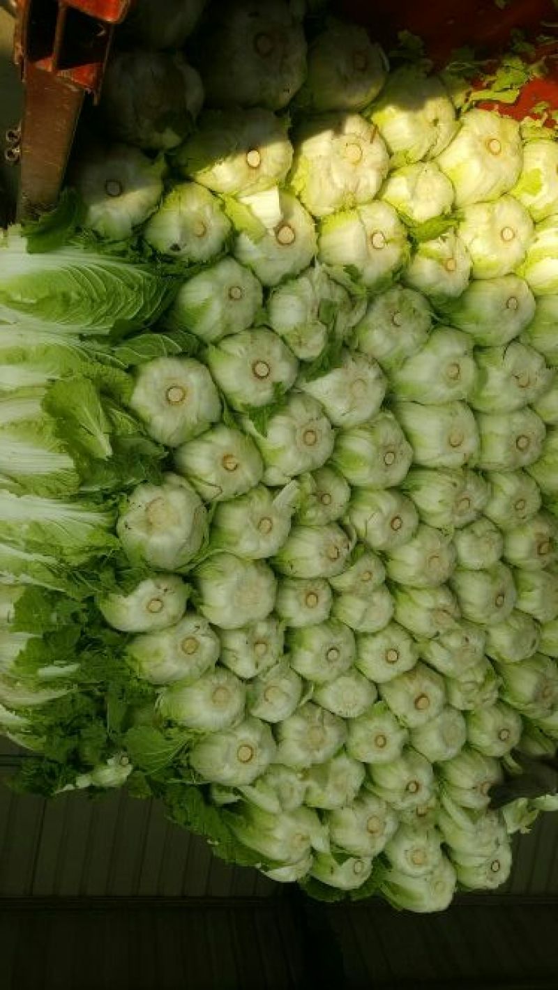 大白菜，菊锦春，黄心，叶绿，一手货源，地头货