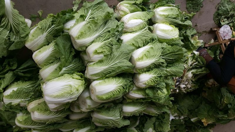 大白菜，菊锦春，黄心，叶绿，一手货源，地头货