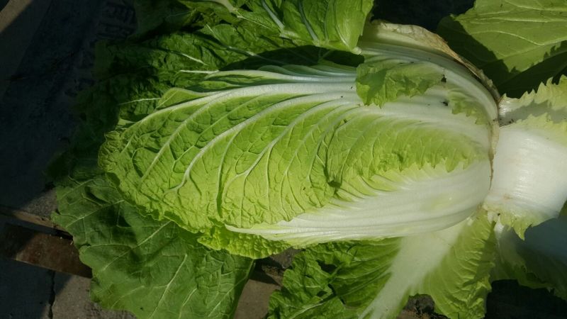 大白菜，菊锦春，黄心，叶绿，一手货源，地头货