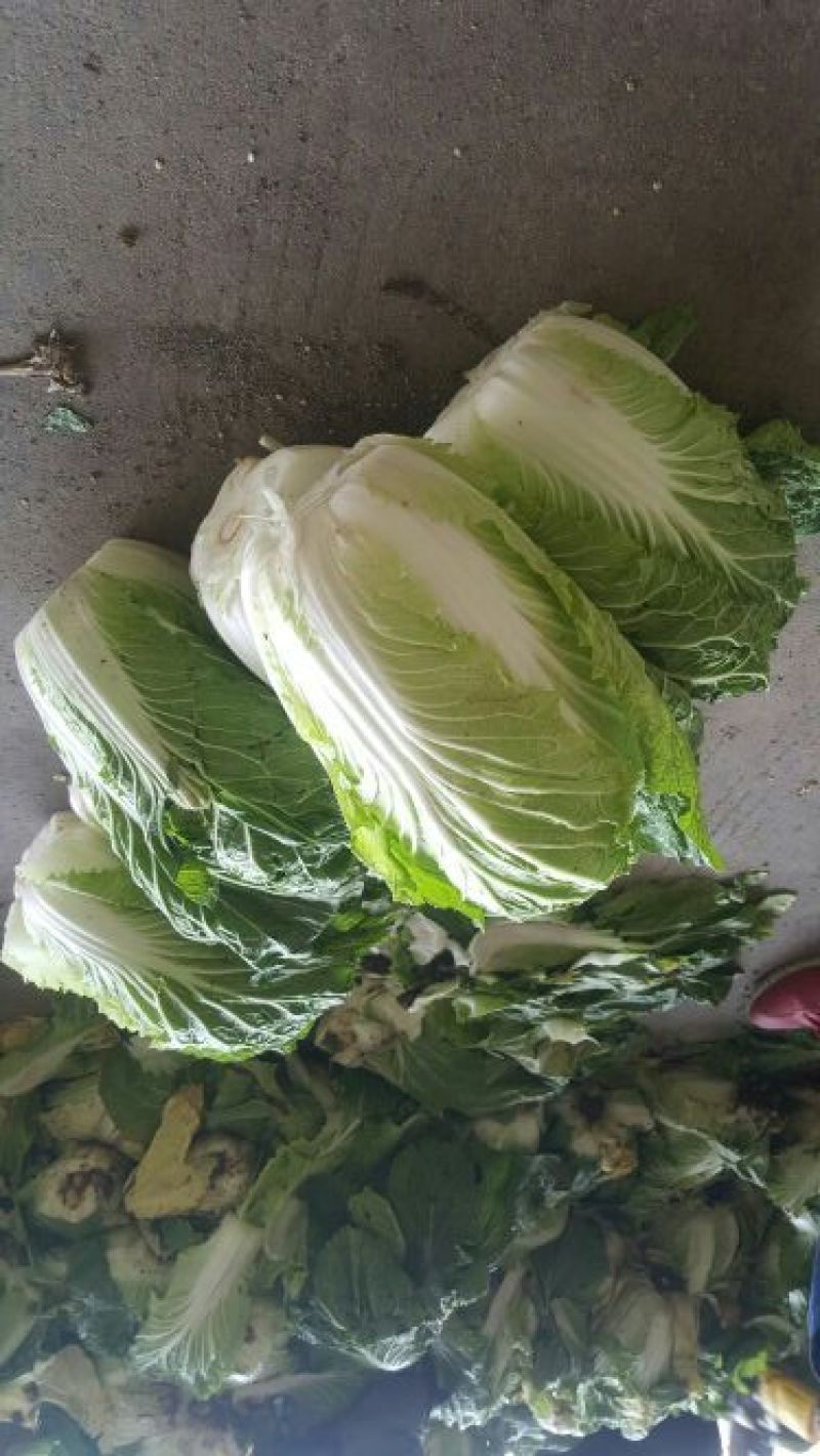 大白菜，菊锦春，黄心，叶绿，一手货源，地头货