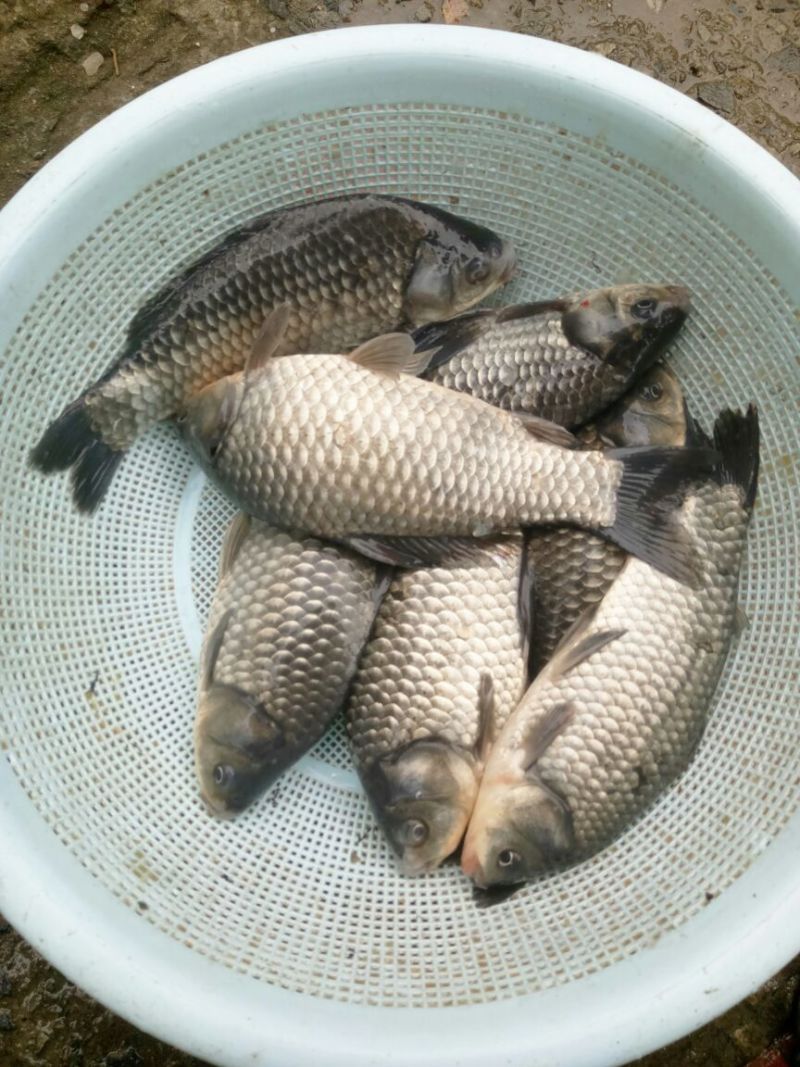 白鲫食用