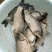 白鲫食用