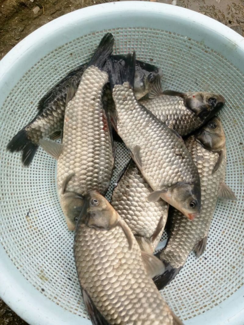 白鲫食用