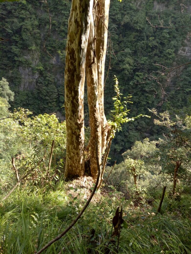 马灵光1.5~2m