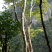 马灵光1.5~2m