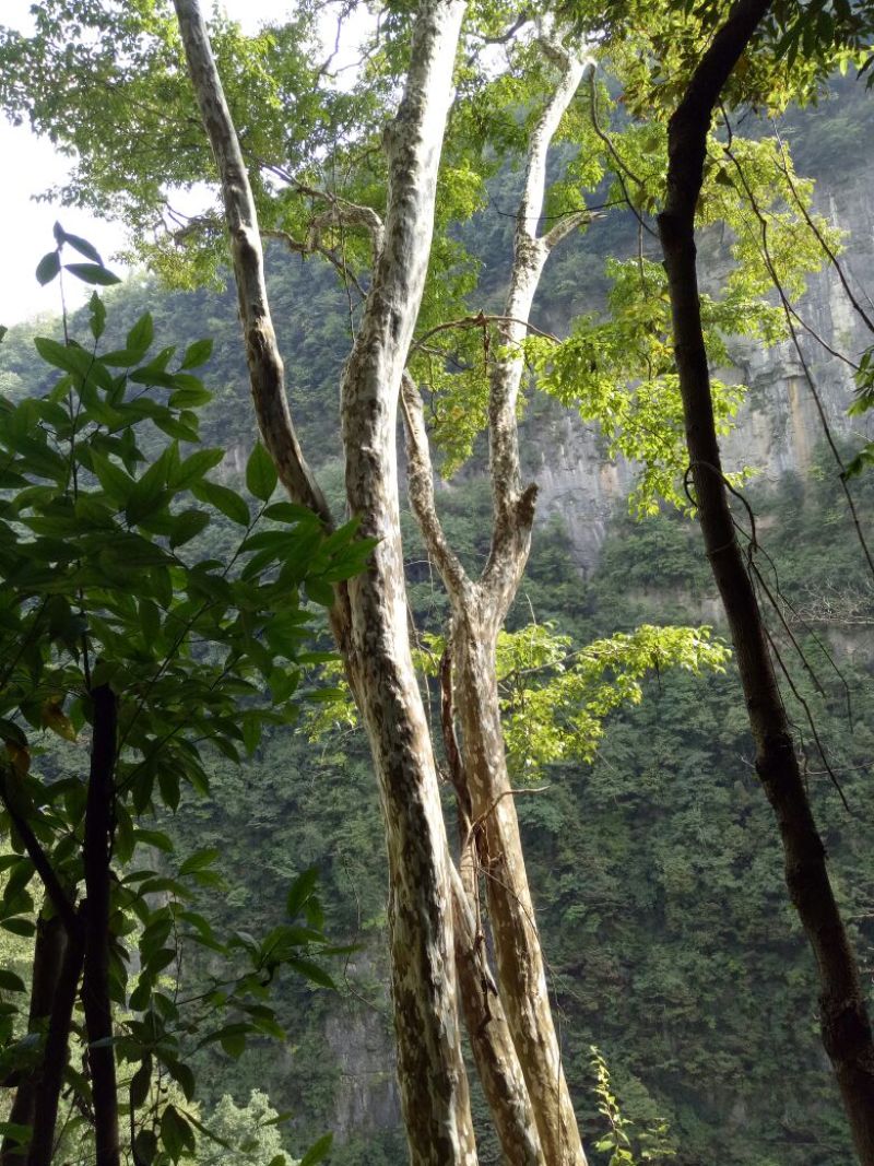 马灵光1.5~2m