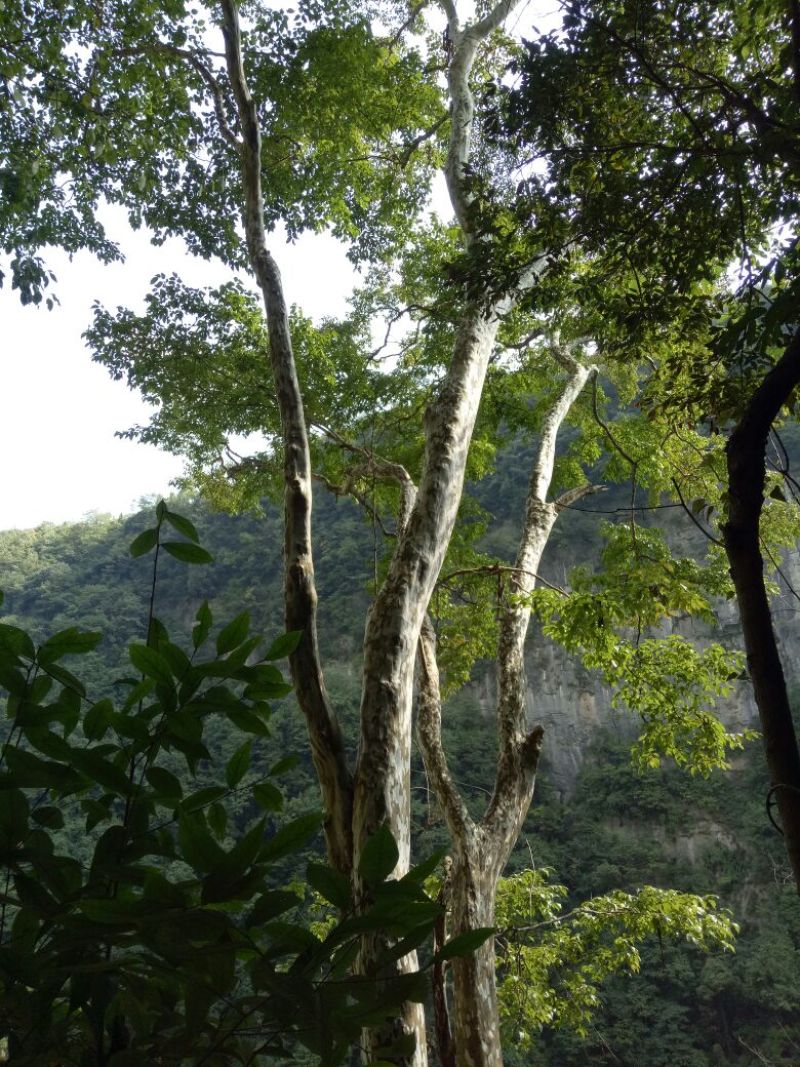 马灵光1.5~2m