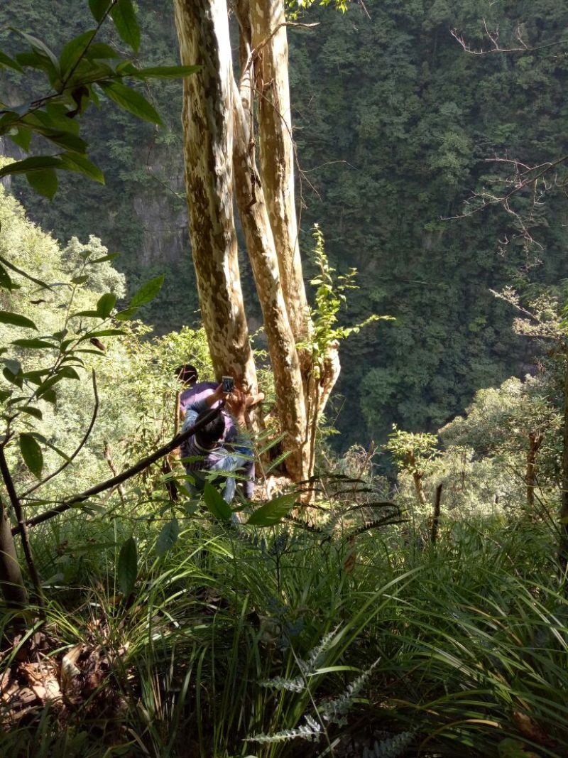 马灵光1.5~2m