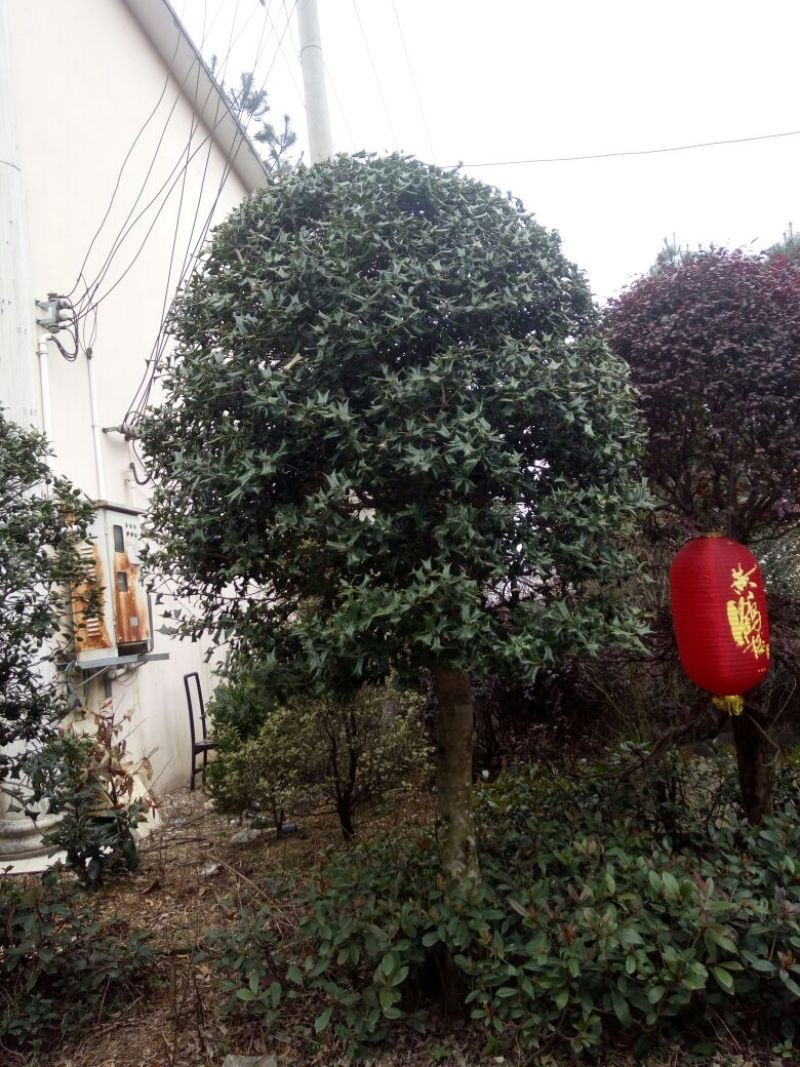 金镶玉竹2~3m
