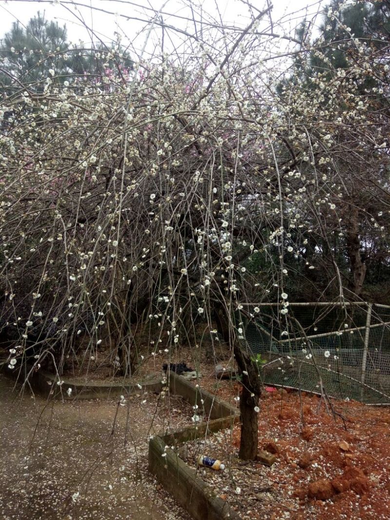 金镶玉竹2~3m