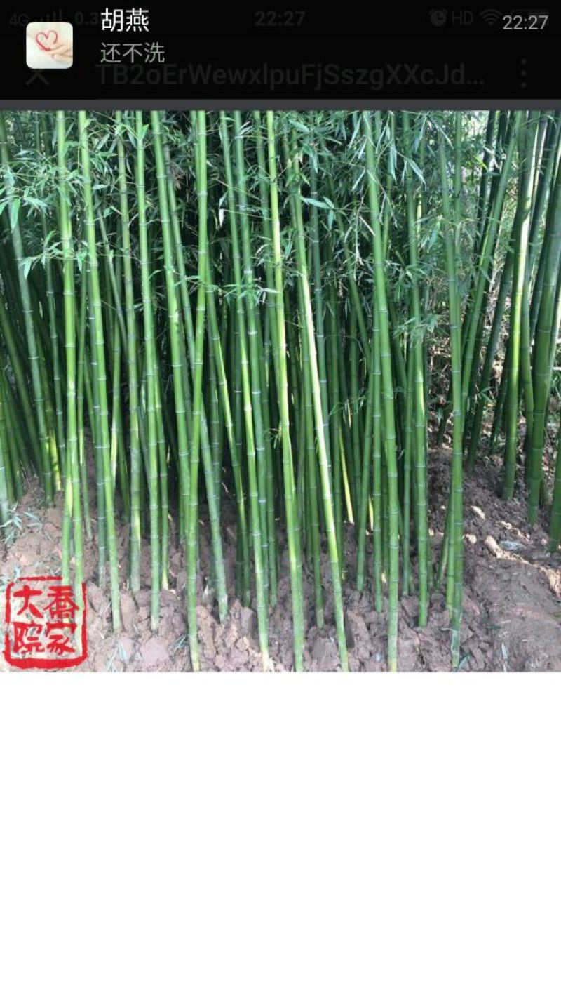 金镶玉竹2~3m