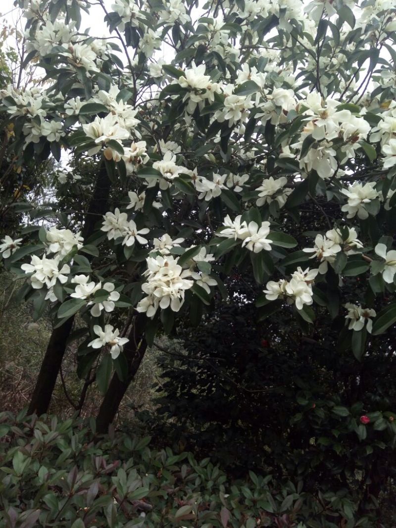 金镶玉竹2~3m