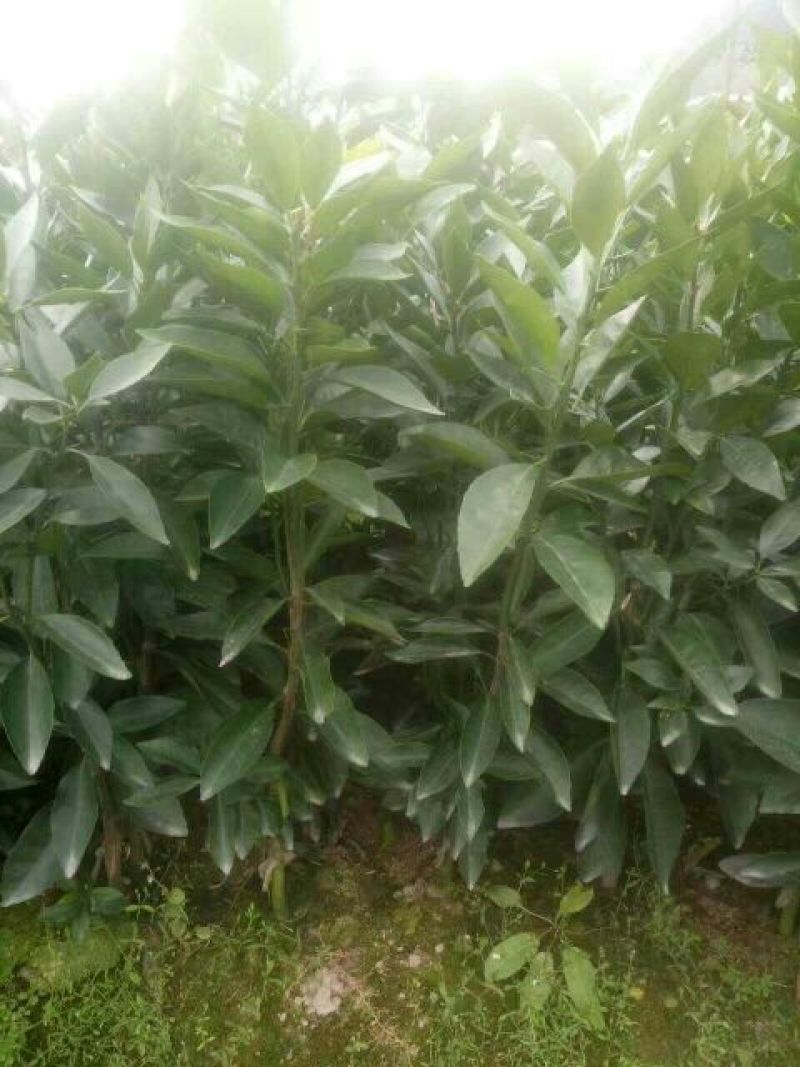 沃柑苗30~50cm