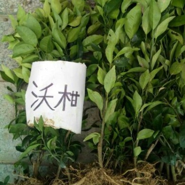 沃柑苗30~50cm