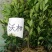 沃柑苗30~50cm