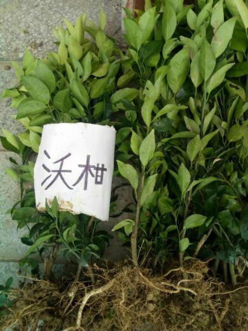沃柑苗30~50cm