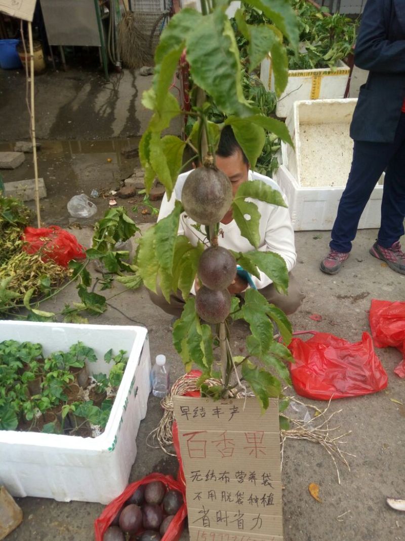 百香果苗10~20cm