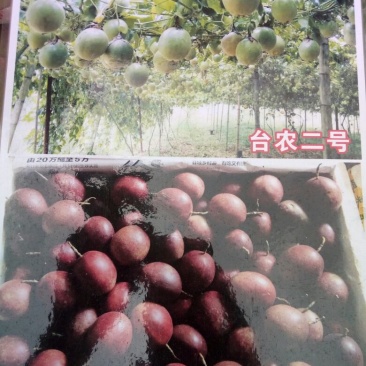 百香果苗10~20cm